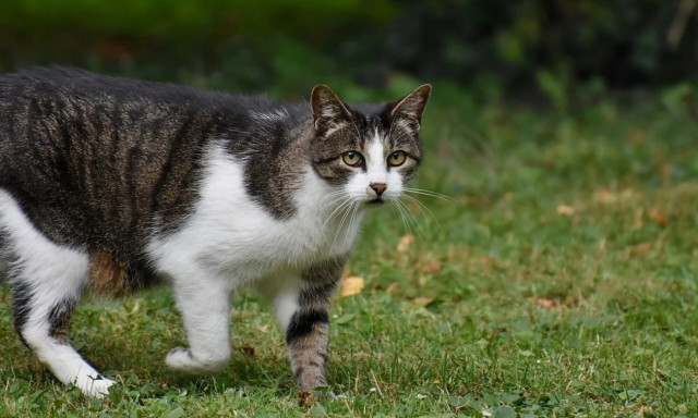 Φρίκη στην Πετρούπολη: Βασανίζουν γάτες πετώντας καυτό λάδι - Η ανακοίνωση του Δήμου