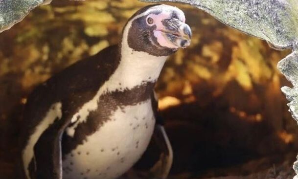 Έρωτας για ρεκόρ: Η γηραιότερη «πιγκουίνα» στον κόσμο έγινε ξανά μαμά - 26 χρόνια νεότερος ο μπαμπάς