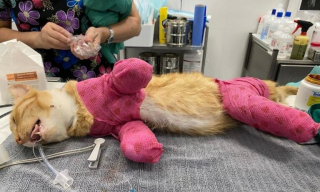 Θεσσαλονίκη: Αρρωστημένος σαδιστής που κυκλοφορεί ανάμεσά μας έκοψε τα τρία πόδια γάτας