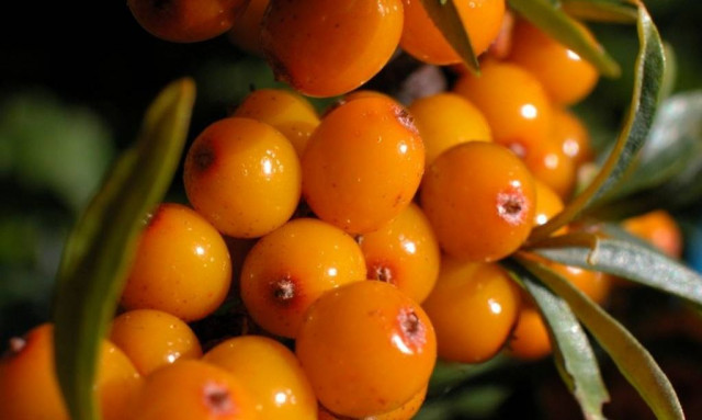 Ιπποφαές: Μία υπερτροφή κατευθείαν από την αρχαία Ελλάδα