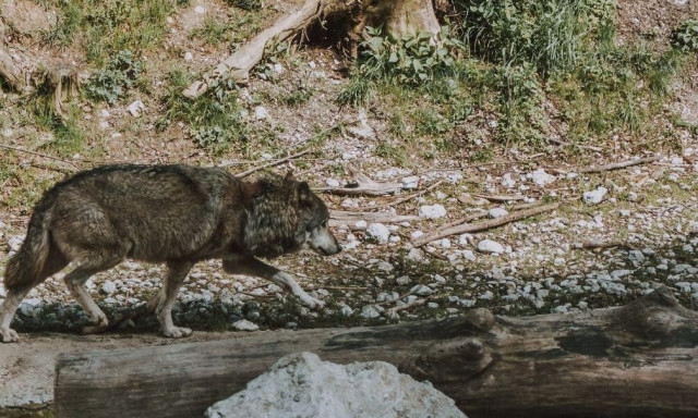 Σιβηρία: Βρέθηκε λύκος μετά από 44.000 χρόνια