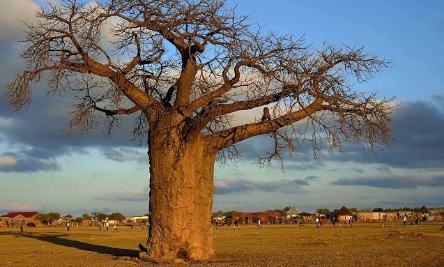 Μπαομπάμπ: Τα δέντρα ηλικίας 1.000 ετών - Το μυστήριο που τα περιβάλλει