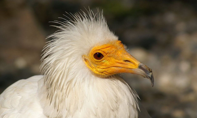 Μετέωρα: Ο «εργένης» ασπροπάρης έγινε πατέρας