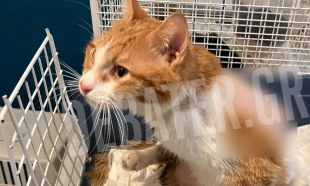 Παλαιό Ψυχικό: Άγνωστος πυροβόλησε γάτο – Ξεσπά ο ιδιοκτήτης του ζώου