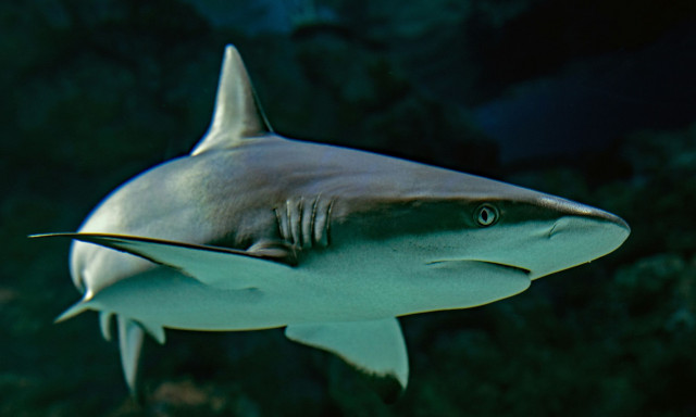 Νεκρός από επίθεση καρχαρία ηθοποιός που έπαιξε στους «Πειρατές της Καραϊβικής»