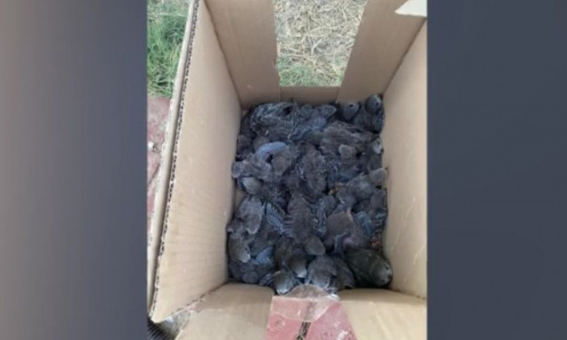 Βόλος: Το Λιμενικό Ταμείο γκρέμισε κιόσκι γεμάτο με φωλιές μικρών πουλιών