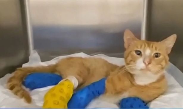 Eισαγγελική έρευνα για το ακρωτηριασμένο γατάκι