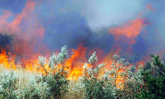 Πυροσβεστική: Συλλήψεις και πρόστιμα για τις φωτιές σε Φωκίδα, Νάξο, Καρδίτσα, Φθιώτιδα και Αττική