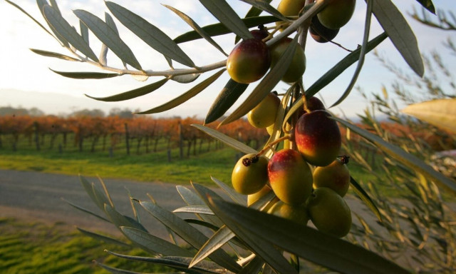 Μεσσηνία: Άγνωστοι ξερίζωσαν 70 ελιές σε χωράφι ελαιοπαραγωγού - Του έπεσαν... τα μαλλιά