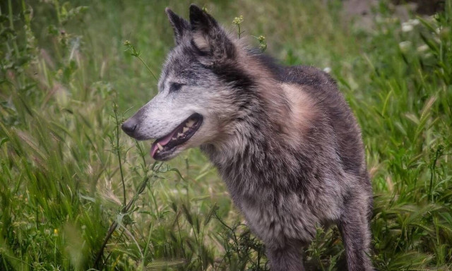 Γαλλία: Σε κρίσιμη κατάσταση γυναίκα έπειτα απο επίθεση λύκων κοντά στο Παρίσι