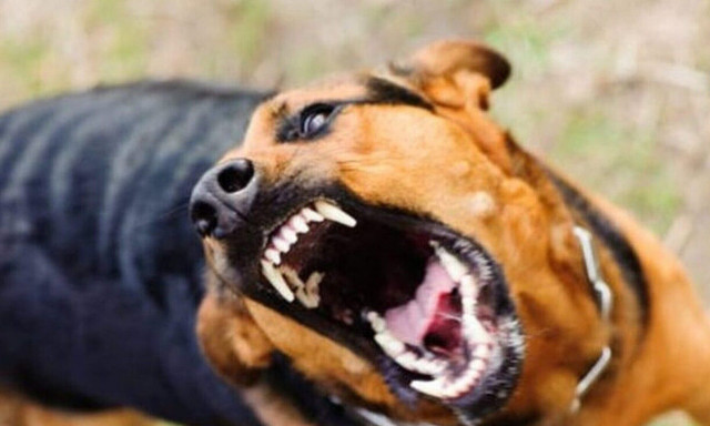 Σέρρες: Συνελήφθη ο ιδιοκτήτης του σκύλου που επιτέθηκε σε 7χρονο