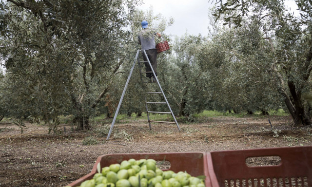 Λειψυδρία: Η κλιματική κρίση «χτυπά» την αγροτική παραγωγή - «Οι γεωτρήσεις μας βγάζουν αέρα»