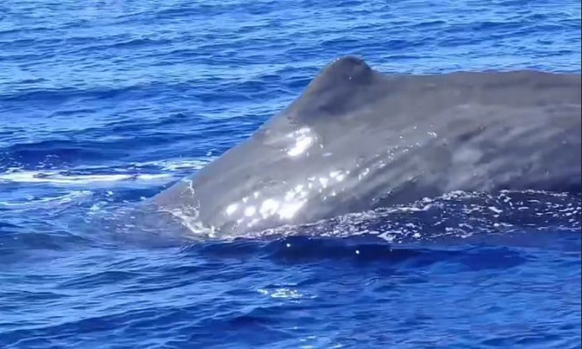 Φάλαινα φυσητήρας κάνει βουτιές δίπλα από ιστιοπλοϊκό μεταξύ Ζακύνθου- Πύλου