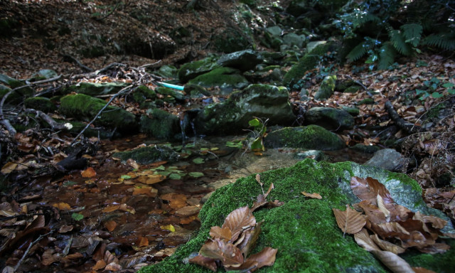 Νεκρός 10χρονος στην Τροιζηνία - Καταπλακώθηκε από κλαδί σε φαράγγι