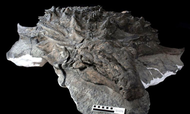 Επιστήμονες βρήκαν το πρόσωπο ενός δεινοσαύρου μαζί με το δέρμα του