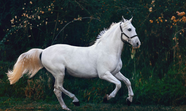 Μυτιλήνη: Άλογο χτύπησε 20χρονο στο κεφάλι σε πανηγύρι στο χωριό Πελόπη