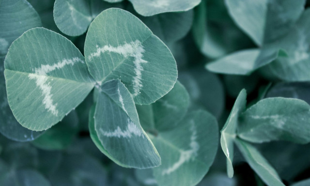 Ιάπωνας καλλιέργησε τριφύλλι με 63 φύλλα και έσπασε κάθε ρεκόρ