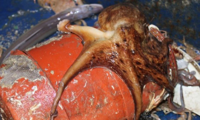 Διάσπαρτος με πλαστικά κιούπια για αλίευση χταποδιών οι βυθός του Θρακικού πελάγους