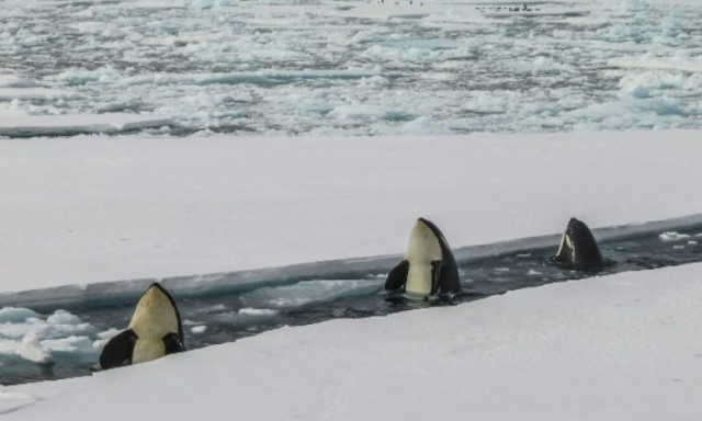 Όρκα μιμήθηκε την ανθρώπινη ομιλία: Οι ηχογραφήσεις που άφησαν άφωνους τους χρήστες του διαδικτύου
