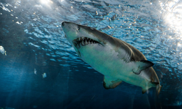 Καρχαρίες περικυκλώνουν την βάρκα ζευγαριού στα ανοιχτά της Μασαχουσέτης