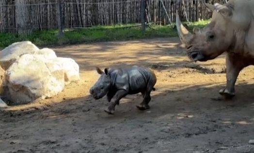 Χιλή: Λευκό μωρό ρινόκερου γοητεύει τους επισκέπτες ζωολογικού κήπου