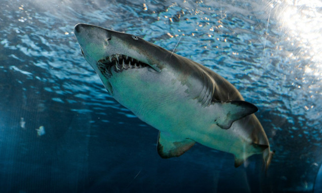 Σκληρές εικόνες: Η ανατριχιαστική στιγμή που καρχαρίας επιτέθηκε σε δύτη στις Μαλδίβες