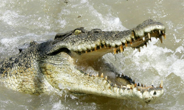 Αυστραλία: Αγωνιώδεις έρευνες για 12χρονο παιδί που αγνοείται - Του επιτέθηκε κροκόδειλος