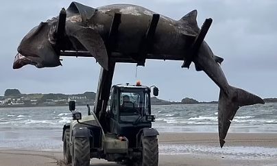 Υπερμεγέθης καρχαρίας 7,5 μέτρων βγήκε σε παραλία και χρειάστηκε ανυψωτικό να μεταφερθεί