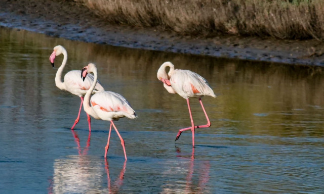 Η Μυτιλήνη στην παγκόσμια έκθεση παρατήρησης πουλιών Global Bird fair 2024