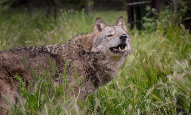 Φθιώτιδα: «Μακελειό» σε ποιμνιοστάσιο από λύκο