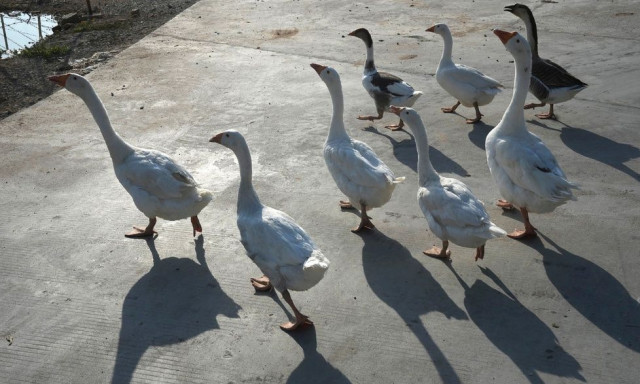 ΗΠΑ: Τρία κρούσματα της γρίπης των πτηνών H5 σε ανθρώπους