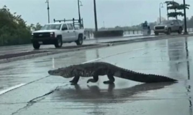 Μεξικό: Βγήκαν κροκόδειλοι... στους δρόμους μετά τις πλημμύρες