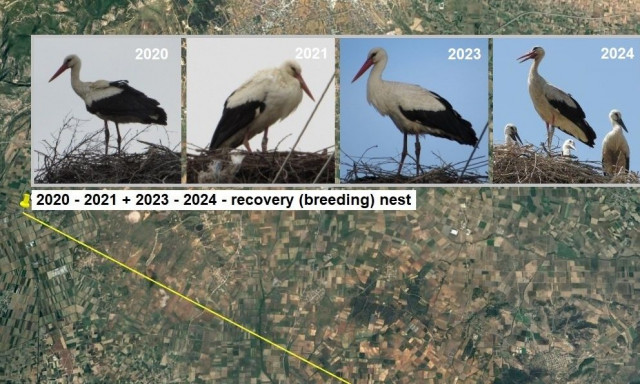 Πελαργός ετών 12: Ο μεγαλύτερος του είδους του στην Ελλάδα