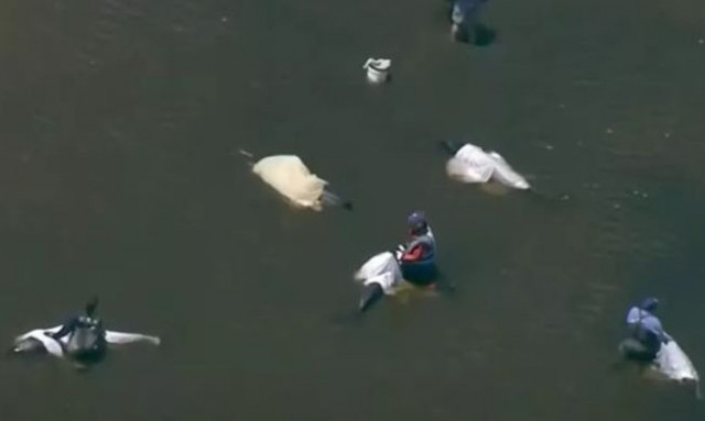 ΗΠΑ: Δεκάδες δελφίνια πέθαναν επειδή παγιδεύτηκαν σε αβαθή