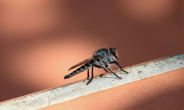 ΕΟΔΥ: Το πρώτο περιστατικό λοίμωξης από τον ιό του Δυτικού Νείλου στην Ελλάδα