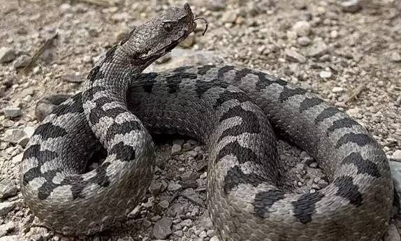 Λάρισα: Οχιά δάγκωσε γιαγιά μέσα στο σπίτι της – Προσπάθησε να προστατέψει την 2χρονη εγγονή της