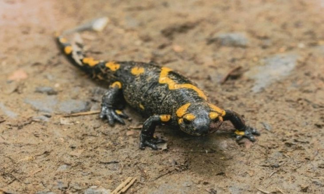 Επιστήμονες ανακάλυψαν γιγαντιαία σαλαμάνδρα με τεράστιους κυνόδοντες