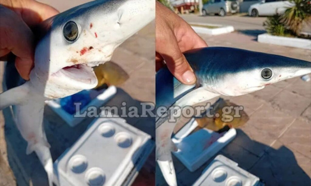 Φθιώτιδα: Ψαράς αλίευσε μπλε καρχαρία στα ανοικτά της Αγίας Μαρίνας