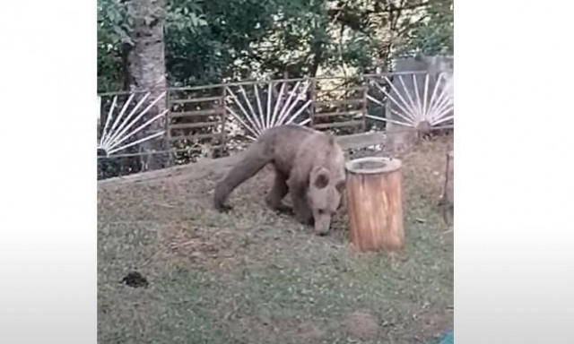 Γρεβενά: Αρκούδα έκανε βόλτες σε αυλή σπιτιού