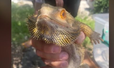 Θεσσαλονίκη: «Δράκος» έκοβε... βόλτες στην Άνω Πόλη