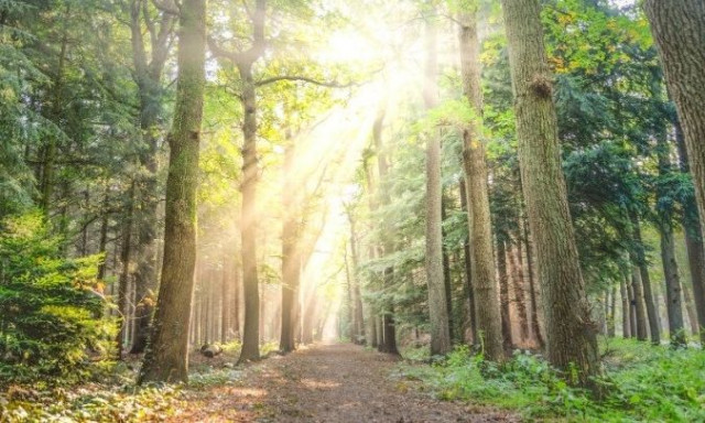 Το Αττικό Άλσος, φυσικό καταφύγιο για τους Αθηναίους