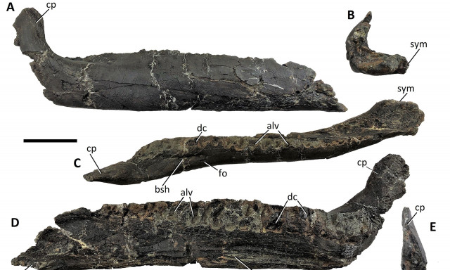 Λείψανα χορτοφάγου δεινόσαυρου εντοπίστηκαν σε νησί στη Βρετανία