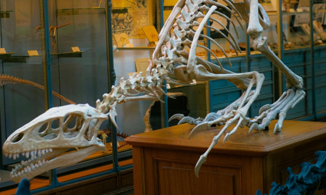 Βρετανία: Λείψανα χορτοφάγου δεινόσαυρου ηλικίας 125 εκατ. χρονών βρέθηκαν στο νησί Γουάιτ