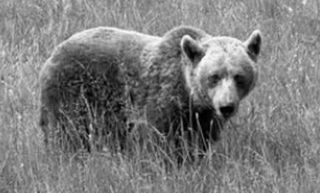 Ρουμανία: Ανοίγει εσπευσμένα η Βουλή για τις... επιθέσεις των αρκούδων