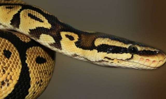 Κίνα: Επιχείρησε να περάσει λαθραία πάνω από 100 φίδια μέσα στο παντελόνι του