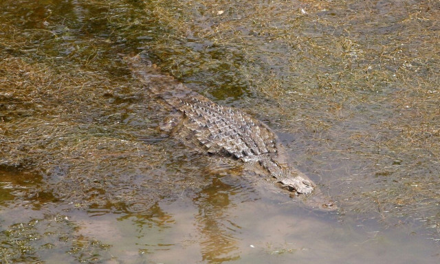 Αυστραλία: Δασοφύλακες σκότωσαν τον κροκόδειλο που κατασπάραξε την 12χρονη που αγνοούνταν