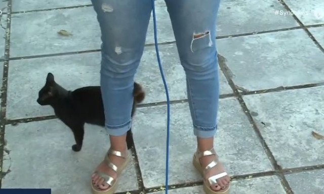 Θεσσαλονίκη: Γάτα... χαδιάρα διέκοψε ρεπορτάζ δημοσιογράφου της ΕΡΤ - Δεν έφευγε από τα πόδια της