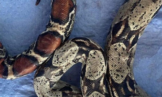 Αμαζόνιος η... Θεσσαλονίκη: Υπάρχουν σαύρες, βόες και άλλα ερπετά που τριγυρνούν ελεύθερα