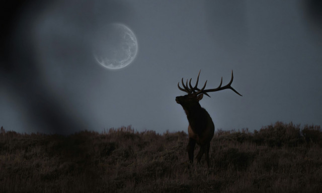 Τα ελάφια λιγοστεύουν επικίνδυνα στην Πάρνηθα: Φόβος κατοίκων και εικόνες από κατασπαραγμένα ζώα