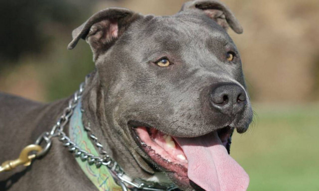 Θεσσαλονίκη: Κακουργηματική δίωξη σε 40χρονο για τον θάνατο ενός πιτ – μπουλ